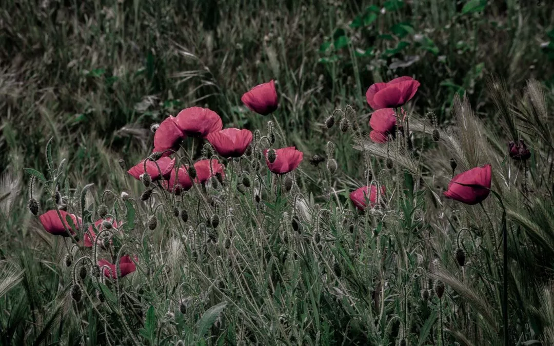 No se donde llevarte flores
