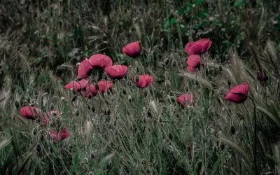 No se donde llevarte flores